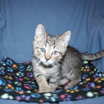 Tabby Cats Available for Adoption in Howell, Michigan - Pickle | PetCurious