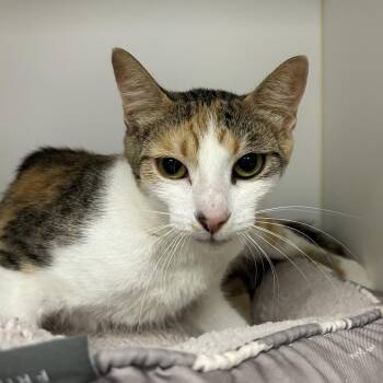 Coco -  Domestic Short Hair Cat for Adoption in West Palm Beach, Florida - Coco | PetCurious