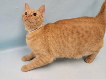 Cheeseburger -  Domestic Short Hair Cat for Adoption in Minneapolis, Minnesota - Cheeseburger | PetCurious