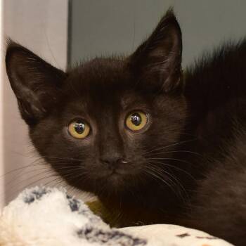 Froot Loops -  Domestic Short Hair Cat for Adoption in Ottawa, Kansas - Froot Loops | PetCurious