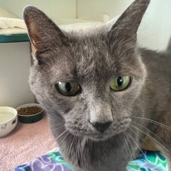 Rescue Domestic Short Hair Cats for Adoption in Dover, New Hampshire - Stormy | PetCurious