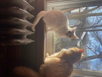 Elsie -  Domestic Short Hair Cat for Adoption in Lorain, Ohio - Elsie | PetCurious