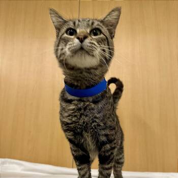 Max -  Domestic Medium Hair Cat for Adoption in Brentwood, Missouri - Max | PetCurious