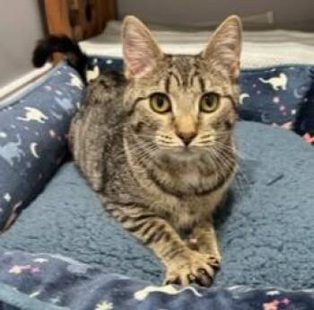 Rescue Tabby Cats for Adoption in Closter, New Jersey - Francine | PetCurious