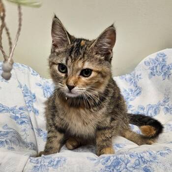 Lucie -  Domestic Short Hair Cat for Adoption in Fremont, Ohio - Lucie | PetCurious