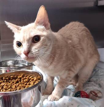 Domestic Short Hair and British Shorthair Cats Available for Adoption in Albemarle, North Carolina - Tic Toc | PetCurious