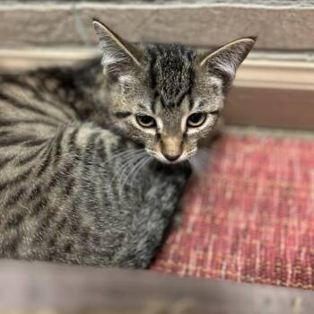 Dolly Purrton -  Domestic Short Hair Cat for Adoption in Davenport, Iowa - Dolly Purrton | PetCurious