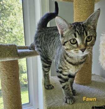 Fawn -  Tabby Cat for Adoption in Richmond, Virginia - Fawn | PetCurious