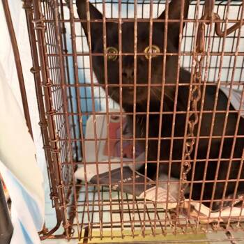 Summer Sun -  Domestic Short Hair Cat for Adoption in Philadelphia, Pennsylvania - Summer Sun | PetCurious