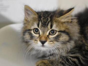 Upside-Down Catfish -  Domestic Long Hair Cat for Adoption in Portland, Oregon - Upside-Down Catfish | PetCurious