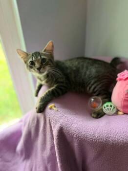 Elijah -  Manx and Domestic Medium Hair Cat for Adoption in Deltona, Florida - Elijah | PetCurious