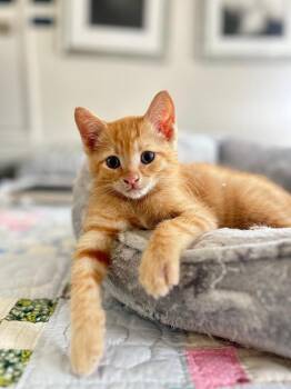 Domestic Short Hair Cats Available for Adoption in Oceanside, California - Bogart | PetCurious