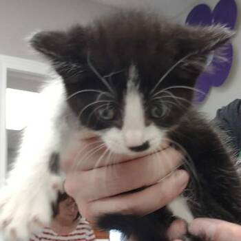 Domestic Short Hair Cats Available for Adoption in Hannibal, Missouri - Nyx | PetCurious