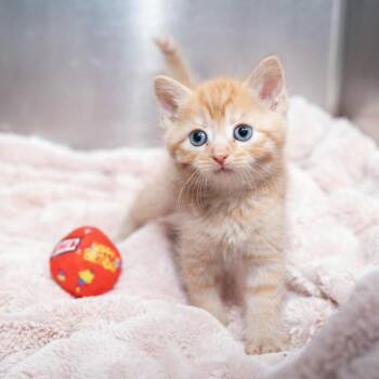 Apple Jacks -  Domestic Short Hair Cat Available for Adoption in Los Angeles, California - Apple Jacks | PetCurious