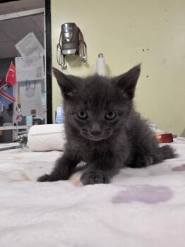Pia -  Domestic Short Hair Cat for Adoption in Meriden, Connecticut - Pia | PetCurious