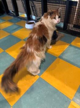 Delilah -  Maine Coon Cat for Adoption in Eagle, Colorado - Delilah | PetCurious