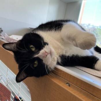 Domestic Short Hair Cats Available for Adoption in Wheaton, Illinois - Bam Bam | PetCurious