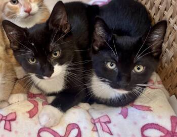 Rescue Tuxedo Cats for Adoption in Ardsley, New York - Chip & Cookie | PetCurious