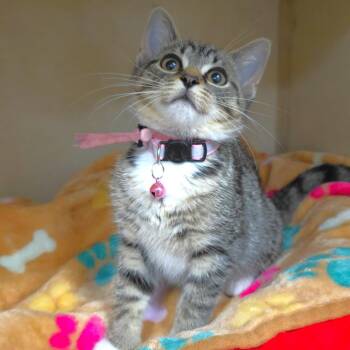 Darla (Pink) -  Domestic Short Hair Cat for Adoption in Michigan City, Indiana - Darla (Pink) | PetCurious