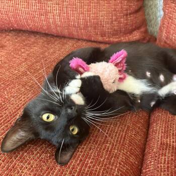 Imogen Heap -  Domestic Short Hair Cat for Adoption in Los Angeles, California - Imogen Heap | PetCurious