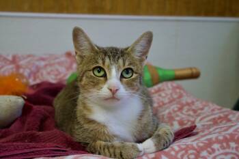 Rescue Domestic Short Hair Cats for Adoption in Cullowhee, North Carolina - Cher | PetCurious