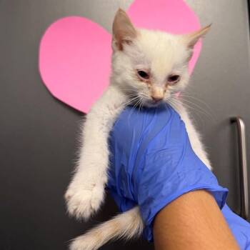 A008754 -  Domestic Short Hair Cat Available for Adoption in Ontario, California - A008754 | PetCurious