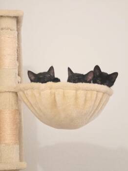 Theo - Vintage litter -  Bombay Cat for Adoption in Anthem, Arizona - Theo - Vintage Litter | PetCurious