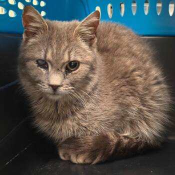 Domestic Short Hair Cats Available for Adoption in Roanoke, Virginia - Mira | PetCurious