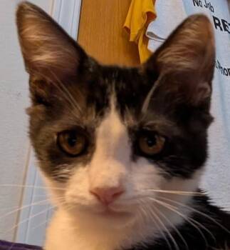 Rescue Domestic Short Hair Cats for Adoption in North Highlands, California - Purrch | PetCurious