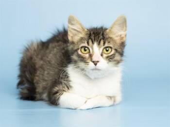RHIANNON -  Domestic Short Hair Cat for Adoption in Phoenix, Arizona - RHIANNON | PetCurious