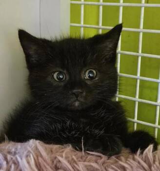 Tumble -  Domestic Short Hair Cat for Adoption in Kansas City, Missouri - Tumble | PetCurious