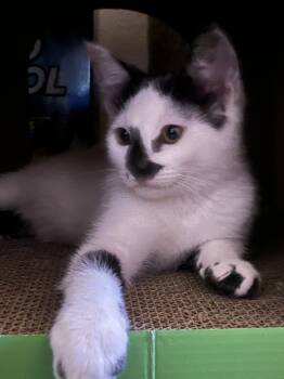 Domestic Short Hair Cats Available for Adoption in Tracy, California - Cow | PetCurious