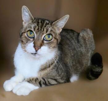 Rescue Tabby Cats for Adoption in Penns Grove, New Jersey - Max | PetCurious
