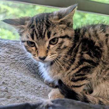 Pancake -  Domestic Short Hair Cat Available for Adoption in Huntsville, Arkansas - Pancake | PetCurious