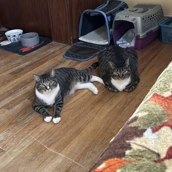 Rescue Domestic Short Hair Cats for Adoption in Bellmawr, New Jersey - Alpha & Beta | PetCurious