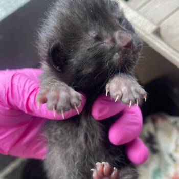 Domestic Short Hair Cats Available for Adoption in Philadelphia, Pennsylvania - Turtle | PetCurious