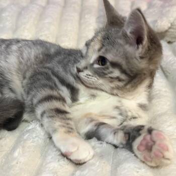 Muffin Mix -  Domestic Short Hair Cat for Adoption in Fredericksburg, Virginia - Muffin Mix | PetCurious