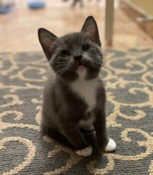 Dot -  Domestic Short Hair Cat for Adoption in Corrales, New Mexico - Dot | PetCurious