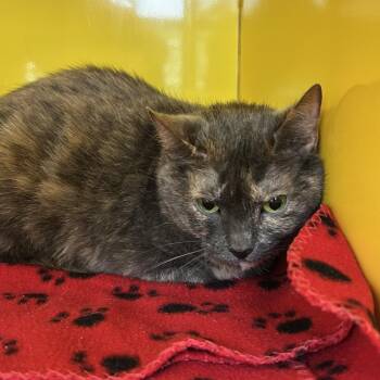 Domestic Short Hair Cats Available for Adoption in Abilene, Texas - Luna | PetCurious