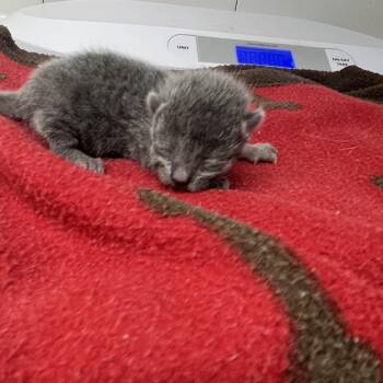Domestic Short Hair Cats Available for Adoption in St. Louis, Missouri - Nalej | PetCurious