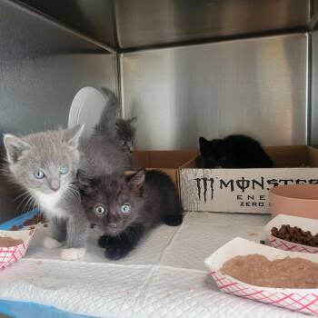 Pokemon -  Domestic Short Hair Cat for Adoption in Westminster, California - Pokemon | PetCurious