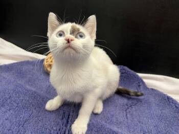 Nieve -  Siamese and Domestic Short Hair Cat for Adoption in Fayetteville, Georgia - Nieve | PetCurious