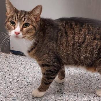Gibson -  Domestic Short Hair Cat for Adoption in Dayton, Ohio - Gibson | PetCurious