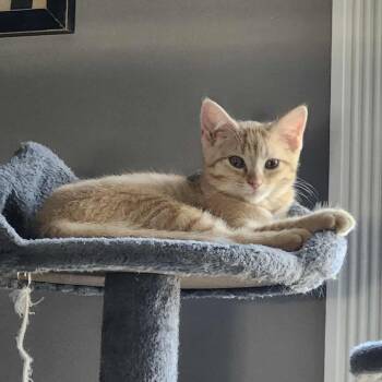 Rescue Domestic Short Hair Cats for Adoption in Plainfield, Illinois - Enola | PetCurious