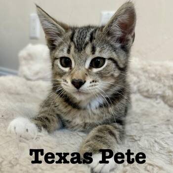 Domestic Short Hair Cats Available for Adoption in Fishers, Indiana - Texas Pete | PetCurious