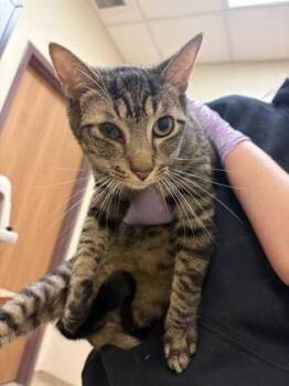 Domestic Short Hair Cats Available for Adoption in West Chester, Pennsylvania - Clarence | PetCurious