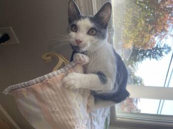 Rescue Domestic Short Hair Cats for Adoption in Pompton Lakes, New Jersey - Sherry | PetCurious