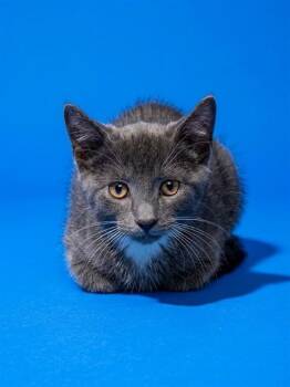 KEVIN -  Domestic Medium Hair Cat for Adoption in Jacksonville, Florida - KEVIN | PetCurious