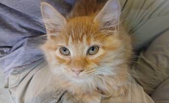 Rika -  Domestic Long Hair Cat Available for Adoption in Cullowhee, North Carolina - Rika | PetCurious