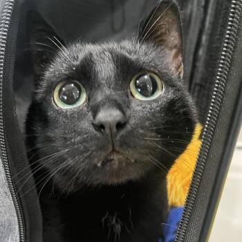 Domestic Short Hair Cats Available for Adoption in Oak Park, Illinois - Alexis | PetCurious